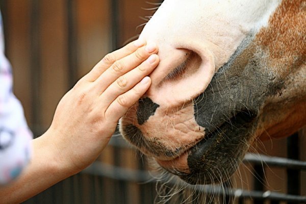 Приручение лошади: основные приемы и правила