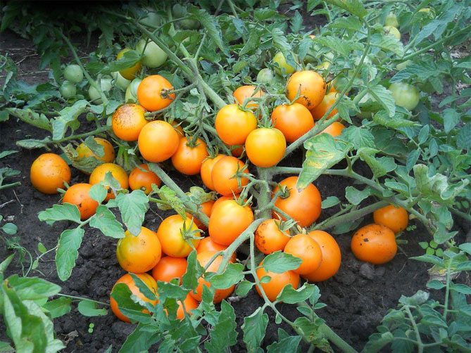 Прищипывание и прищипывание помидоров в теплице пошагово - схема, фото