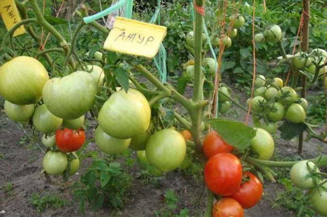 Прищипывание и прищипывание помидоров в теплице пошагово - схема, фото