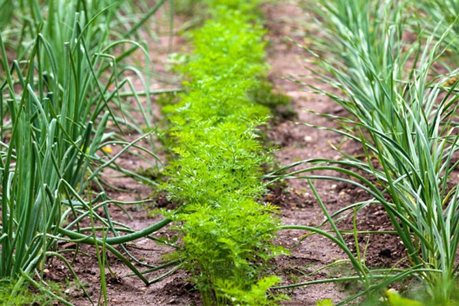 Пряные травы - фото, названия, растущие в саду