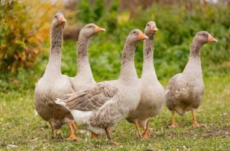Продолжительность жизни диких и домашних гусей
