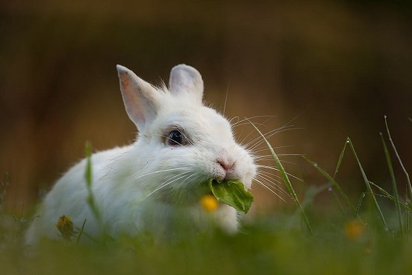 Пища и жидкости, которые нельзя давать кроликам