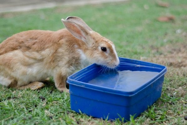 Пища и жидкости, которые нельзя давать кроликам