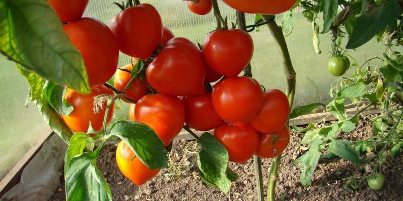 Простой способ вырастить помидоры в теплице, благодаря которому я всегда с хорошим урожаем