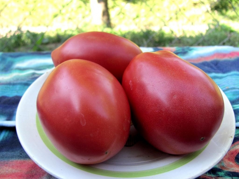 Легкий способ выращивать помидоры в теплице, благодаря которому у меня всегда хороший урожай
