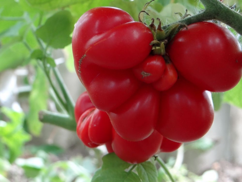 Легкий способ выращивать помидоры в теплице, благодаря которому у меня всегда хороший урожай