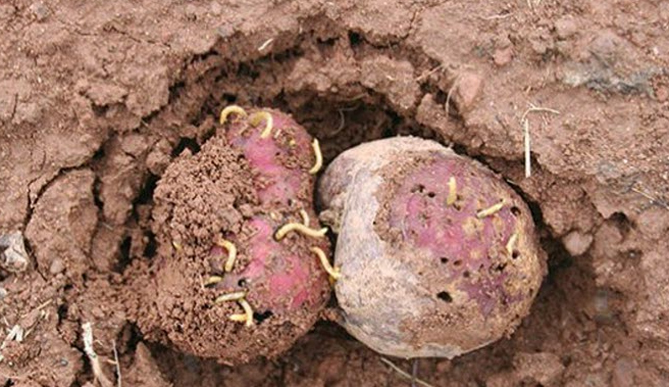 Картофельный проволочник - как избавиться: народные средства, агротехника
