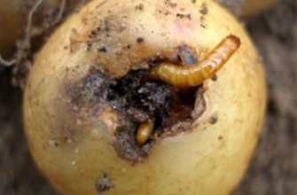 Проволочник картофельный – как избавиться: народные средства, агротехника