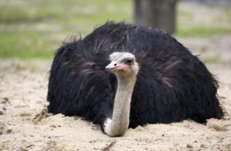 Псевдочума (болезнь Ньюкасла) у страусов — причины, симптомы, лечение