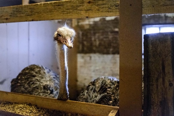 Псевдочума (болезнь Ньюкасла) у страусов - причины, симптомы, лечение