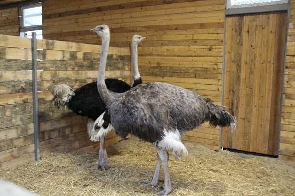 Псевдочума (болезнь Ньюкасла) у страусов - причины, симптомы, лечение