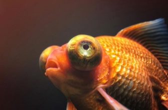 Пучеглазие у прудовых рыб – признаки, причины, лечение