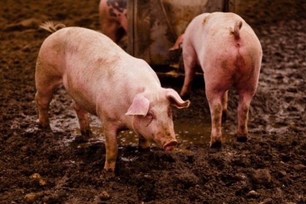 Пути заражения свиней пастереллезом, симптомы, терапия и профилактика заболевания