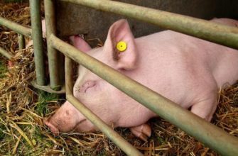 Пути заражения свиней пастереллезом, симптоматика, терапия и профилактика заболевания