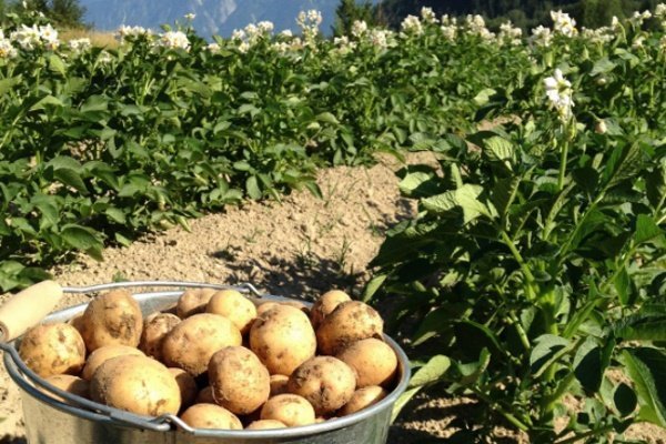 Ранний картофель Венета – сорт немецкой селекции