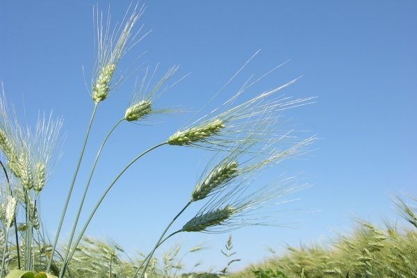 Сорта мягкой пшеницы по типу