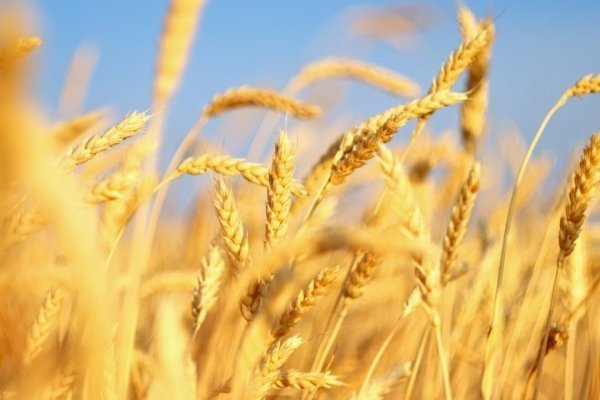 Сорта мягкой пшеницы по типу