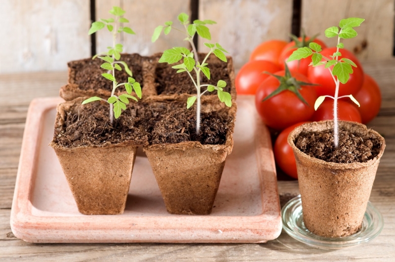 Рассада овощей: сроки посева для таблицы выращивания рассады