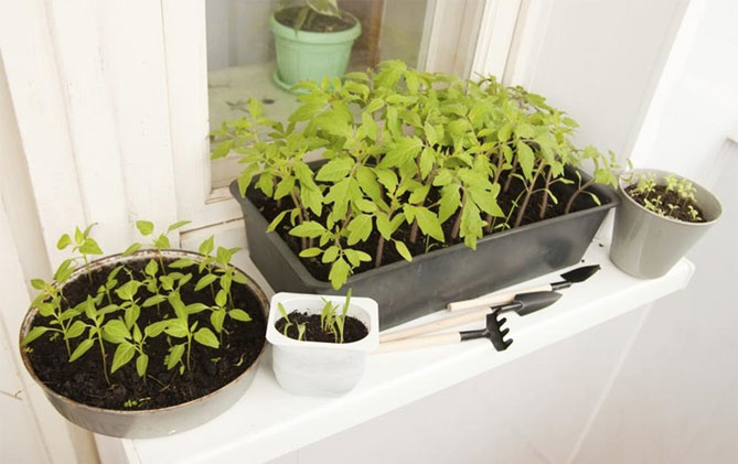 Рассада томатов - выращивайте в помещении