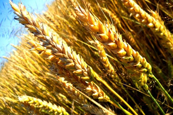 Различия и сходства между твердой и мягкой пшеницей