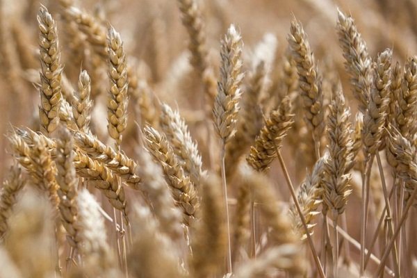 Различия и сходства между твердой и мягкой пшеницей