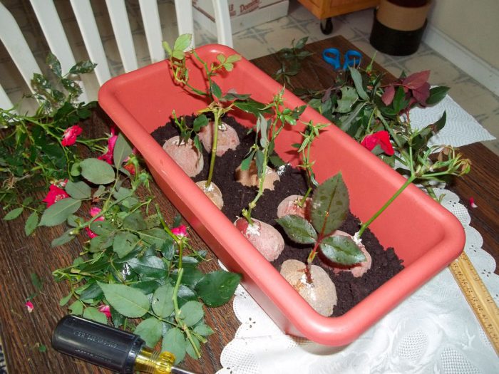 Размножение роз черенками в домашних условиях