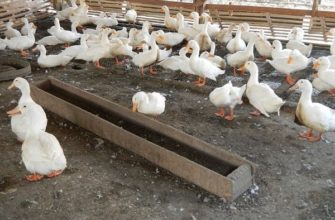 Разновидности кормушек для гусей и их самостоятельное изготовление