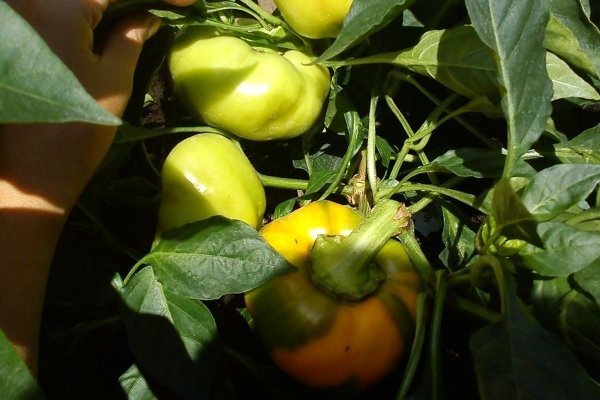 Сорта перца Гогошара и особенности его выращивания
