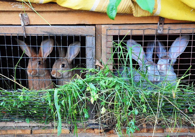Разведение кроликов в домашних условиях для начинающих: советы, особенности, подходы