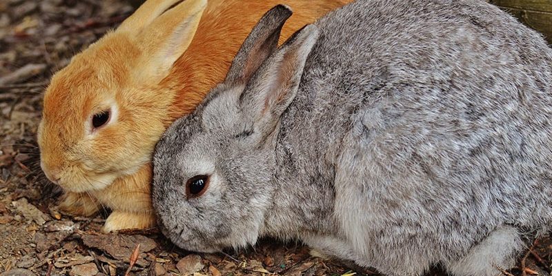 Разведение кроликов в домашних условиях для начинающих: рекомендации, особенности, подходы