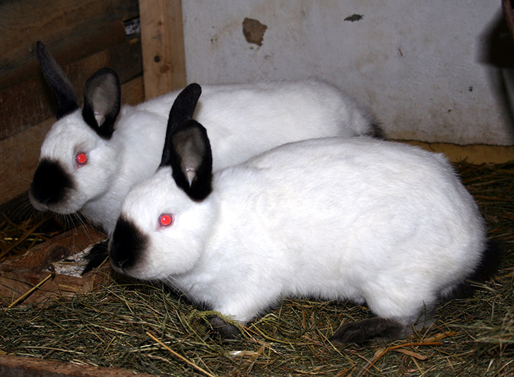 Разведение кроликов в домашних условиях для начинающих: советы, особенности, подходы
