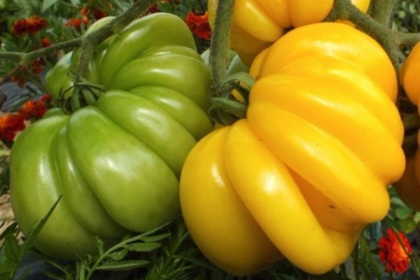 Ребристые помидоры Тлаколула де Матаморос. Как заставить их расти правильно?
