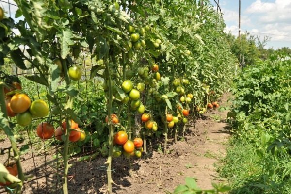 Ребристые помидоры Тлаколула де Матаморос. Как заставить их расти правильно?