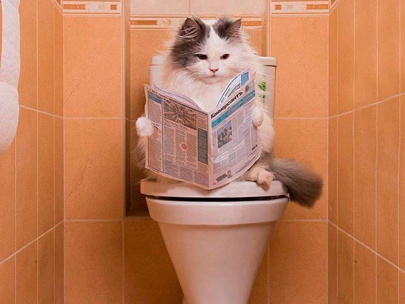 Оценка автоматических туалетов для кошек в 2021 году