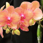 Рекомендации цветоводам: как пересадить орхидею в домашних условиях. Советы, хитрости и правила пересадки