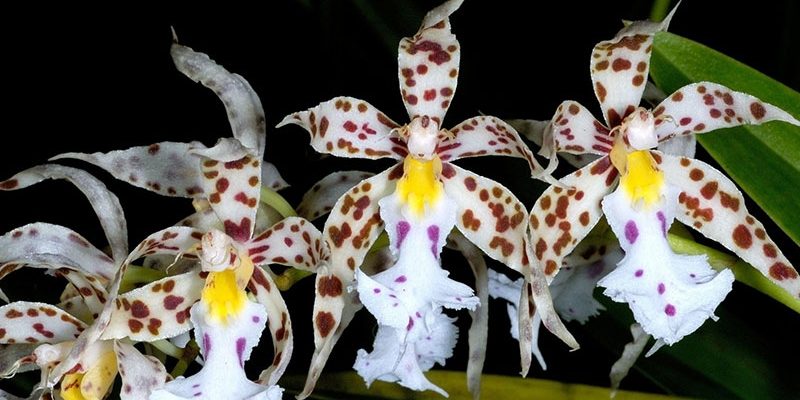 Рекомендация цветоводам: как пересадить орхидею в домашних условиях. Советы, рекомендации и правила пересадки