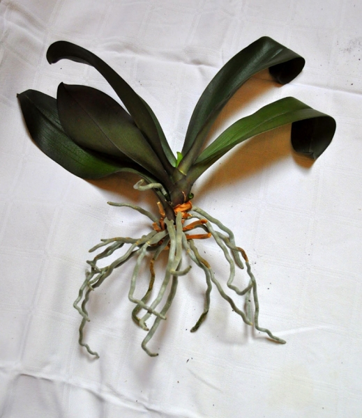 Рекомендации цветоводам: как пересадить орхидею в домашних условиях. Советы, хитрости и правила пересадки