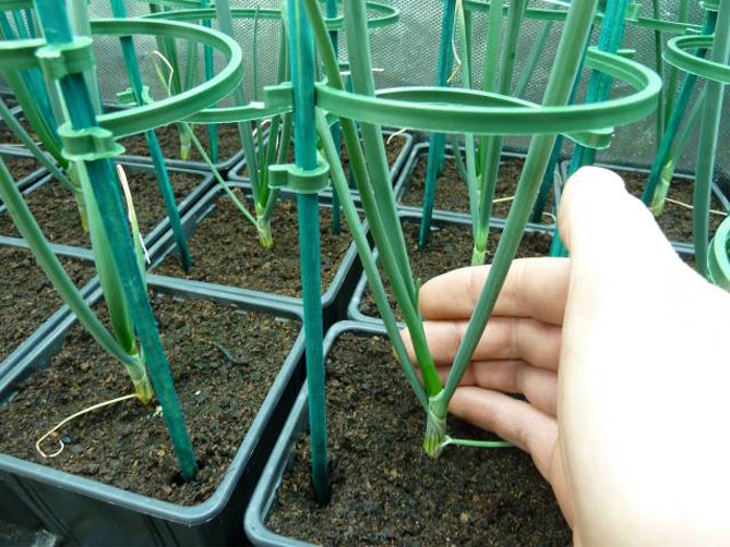 Репродукция лука - выращивание рассады из семян, сроков посева
