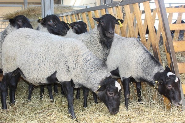 Романовская порода овец - ее характеристика и фото
