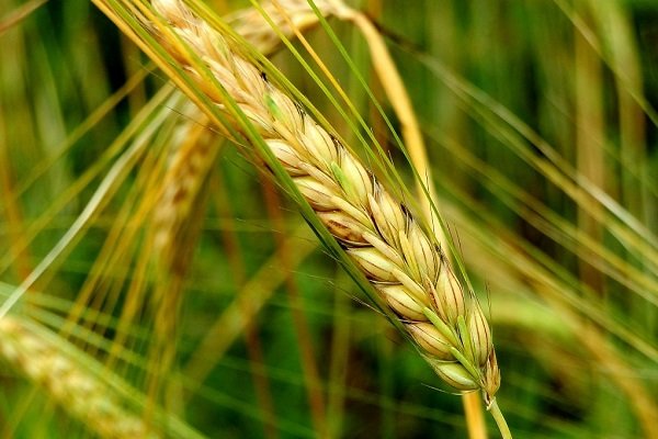 Рожь для хлеба: её влияние на рентабельность массового посева