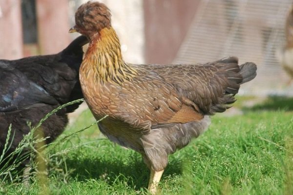 Русская хохлатая курица: описание породы и секреты разведения