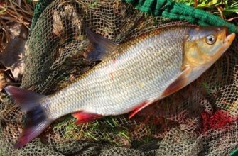 Рыба Язь: описание, среда обитание, ловля, правила разведения