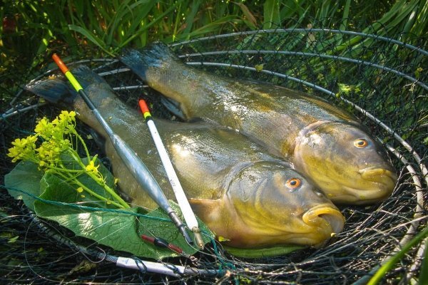 Рыба лин: характеристика, образ жизни, как ловить рыбу и занятия рыбной ловлей