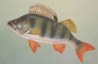 Рыба Окунь: особенности, виды, рыбалка и разведение