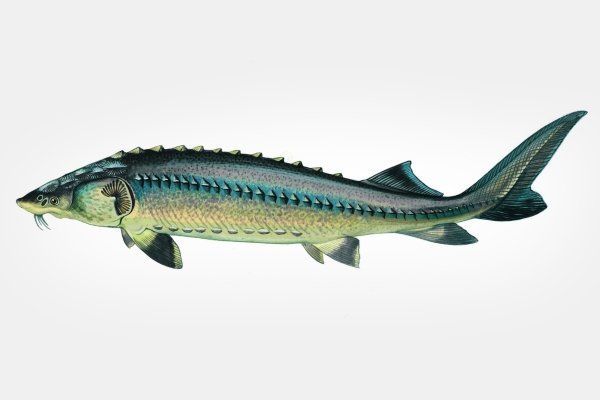 Рыба Осетр: разновидности, обитание и выращивание