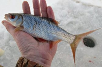Рыба Плотва: особенности, нерест, ловля и выращивание