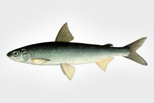 Рыба Рипус: особенности, образ жизни, рыбалка и разведение