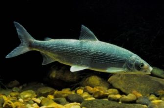 Рыба Щокур (чир): как выглядит, где обитает и на что ловить?