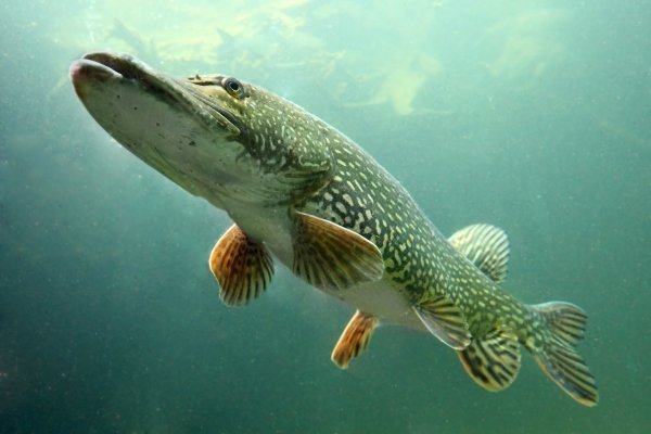 Рыба Щука: характеристики, виды, особенности выращивания и ловли