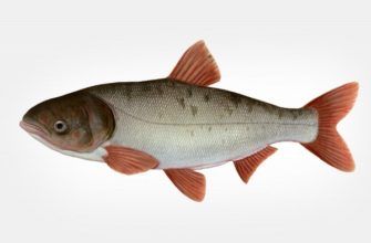 Рыба Толстолобик: характеристики, образ жизни, рыбалка и разведение